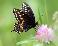 Papillon du céleri / Black Swallowtail (Papilio polyxenes) ♂