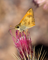 Taxiles skipper (Poanes taxiles)