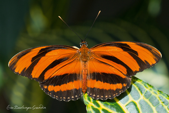 Tigre orange (Dryadula phaetusa)