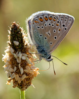 Azuré commun / Common Blue (Polyommatus icarus)