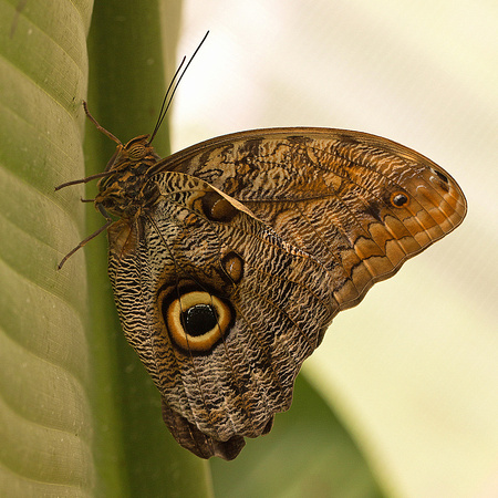 Papillon chouette (Caligo eurilochus)