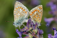Couple d'azurés communs (Polyommatus icarus)