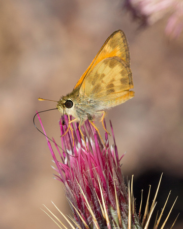 Taxiles skipper (Poanes taxiles)