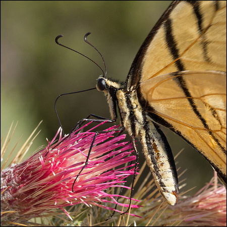 Papillon tigré / Eastern tiger swallowtail (Papilio glaucus)
